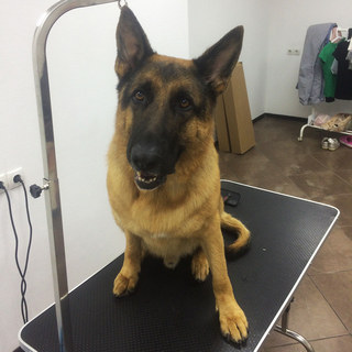 груминг собак в клинике Ветпремиум