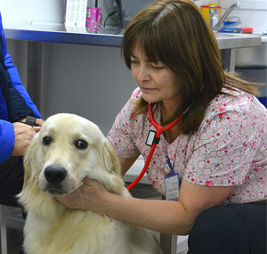 подготовка животного к операции
