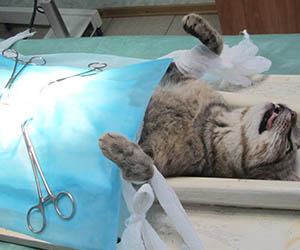 стерилизация кошек