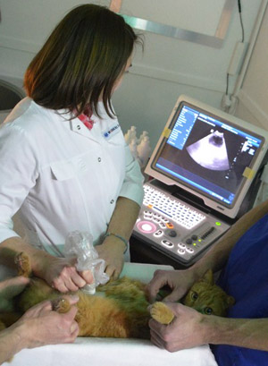 ультразвуковое исследование домашних животных